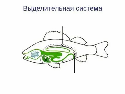 Класс рыбы плавники