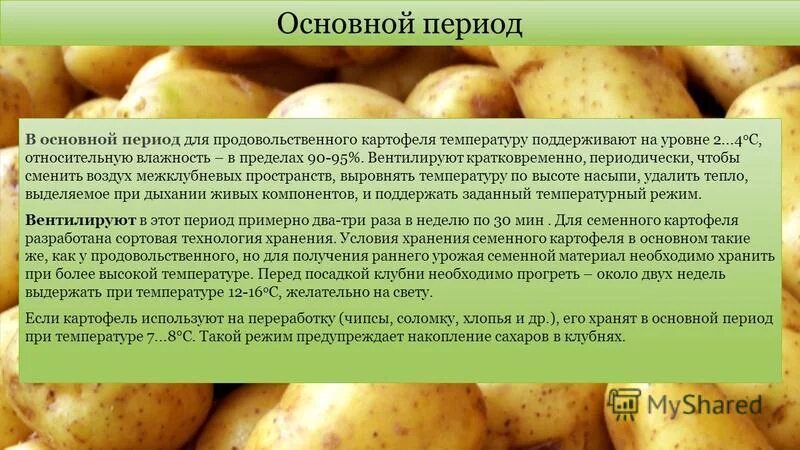 Сколько есть картошкой. Условия хранения картошки. Режимы хранения семенного картофеля. Хранения картофеля презентация. Хранения семенного картофеля- презентация.