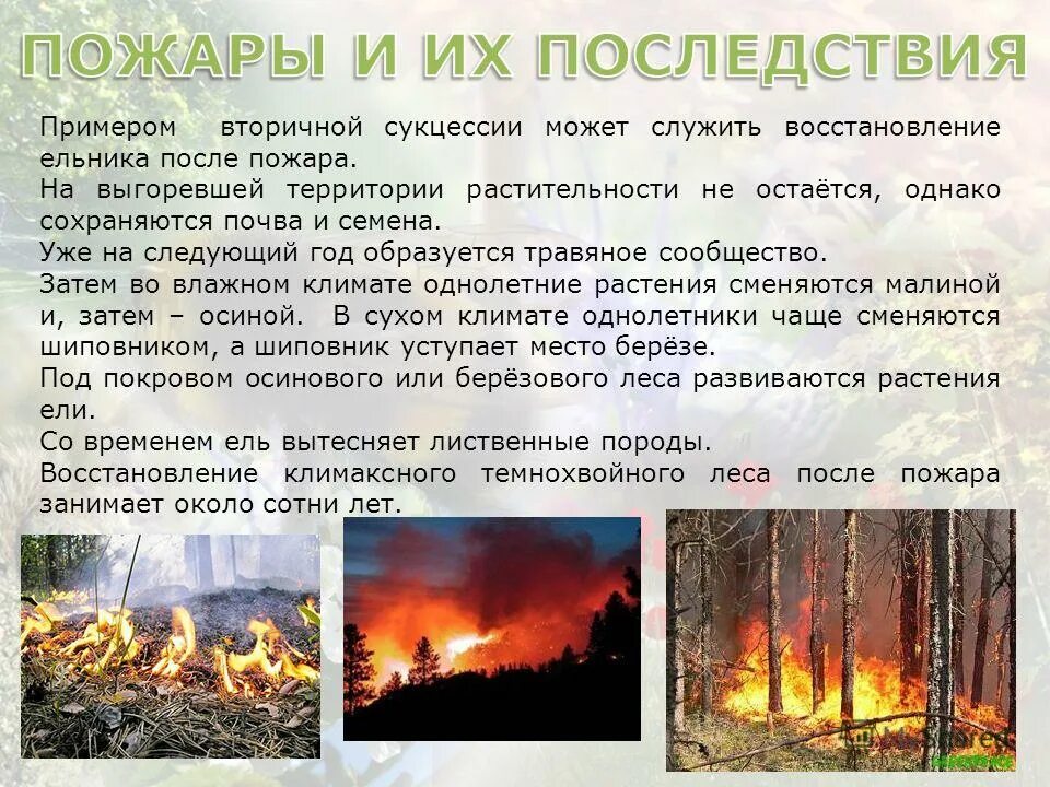 Вторичная сукцессия после пожара. После лесного пожара. Этапы сукцессии после пожара. Восстановление лесов после пожаров.