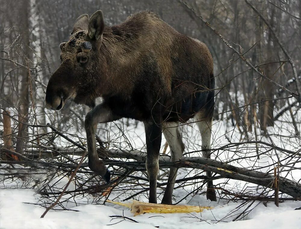 Зимний лось