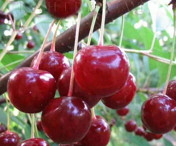 вишня сорт десертная морозовка. вишня десертная морозовой. вишня морозовка и десертная морозовой.