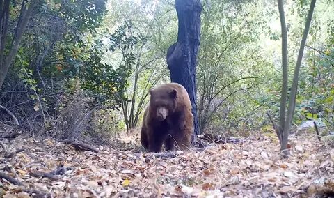 autumn woods cam - shindorado39.ru.