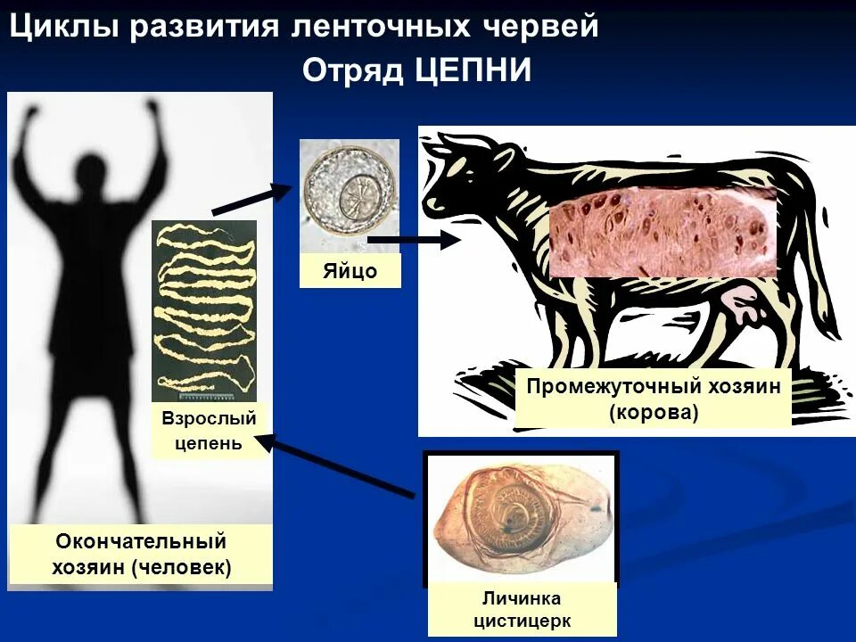 Цепень тип червей. Циклы развития плоских червей бычий цепень. Ленточные черви промежуточный хозяин. Цикл развития ленточного цепня. Цистицерк бычьего цепня.