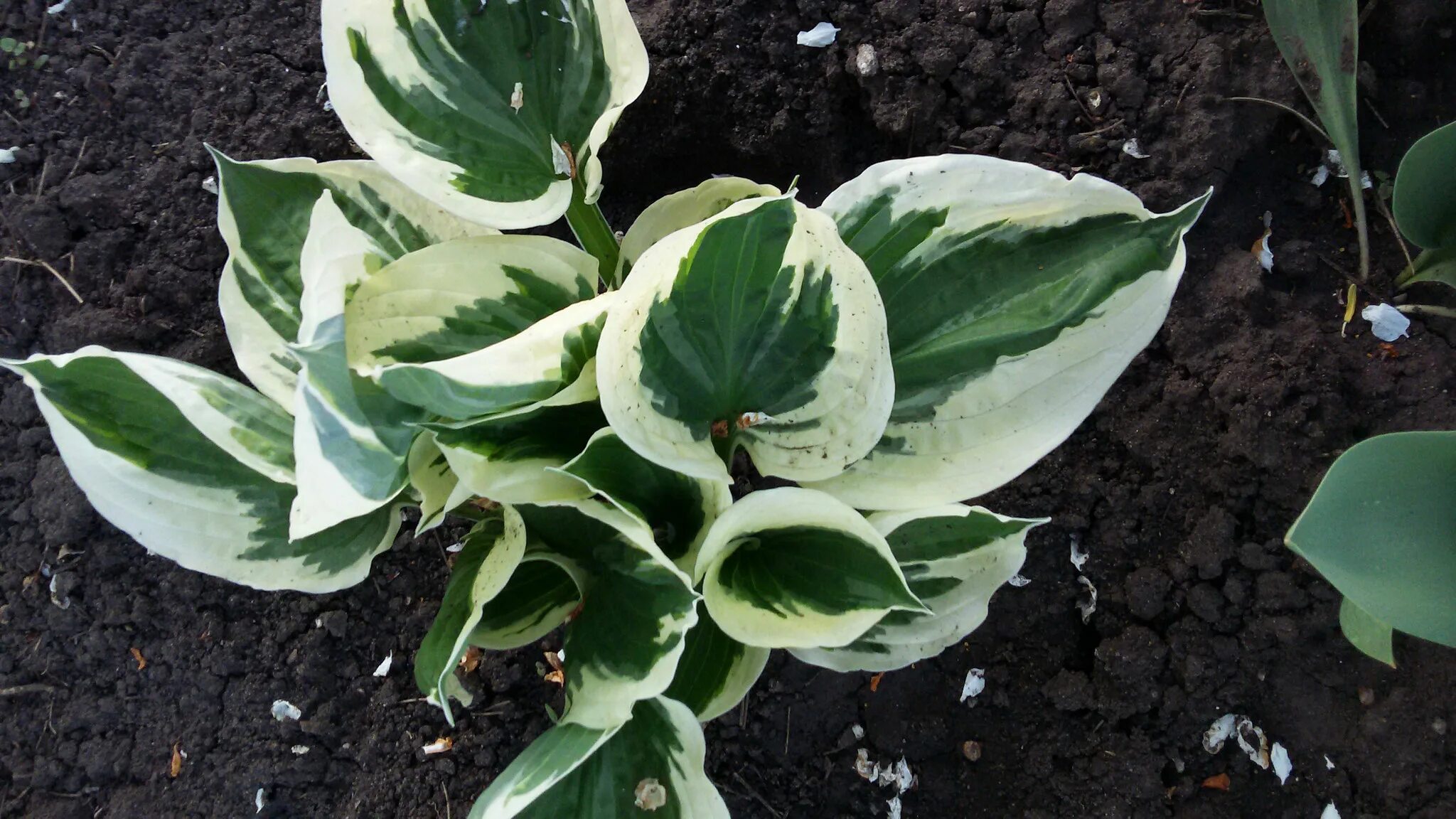 Хоста дон стивенс фото. Хоста Форчуна Патриот. Хоста ‘Patriot’ (Hosta ‘Patriot’). Хоста Hosta fortunei Patriot. Хоста гибридная Патриот.