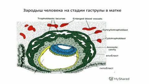 Гаструляция зародыша человека
