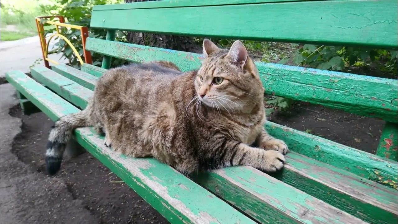 Котик shadowraze. Степа кот бийск. Песня ты похож на кота степ. Котик shadowraze. Кот степа мем.