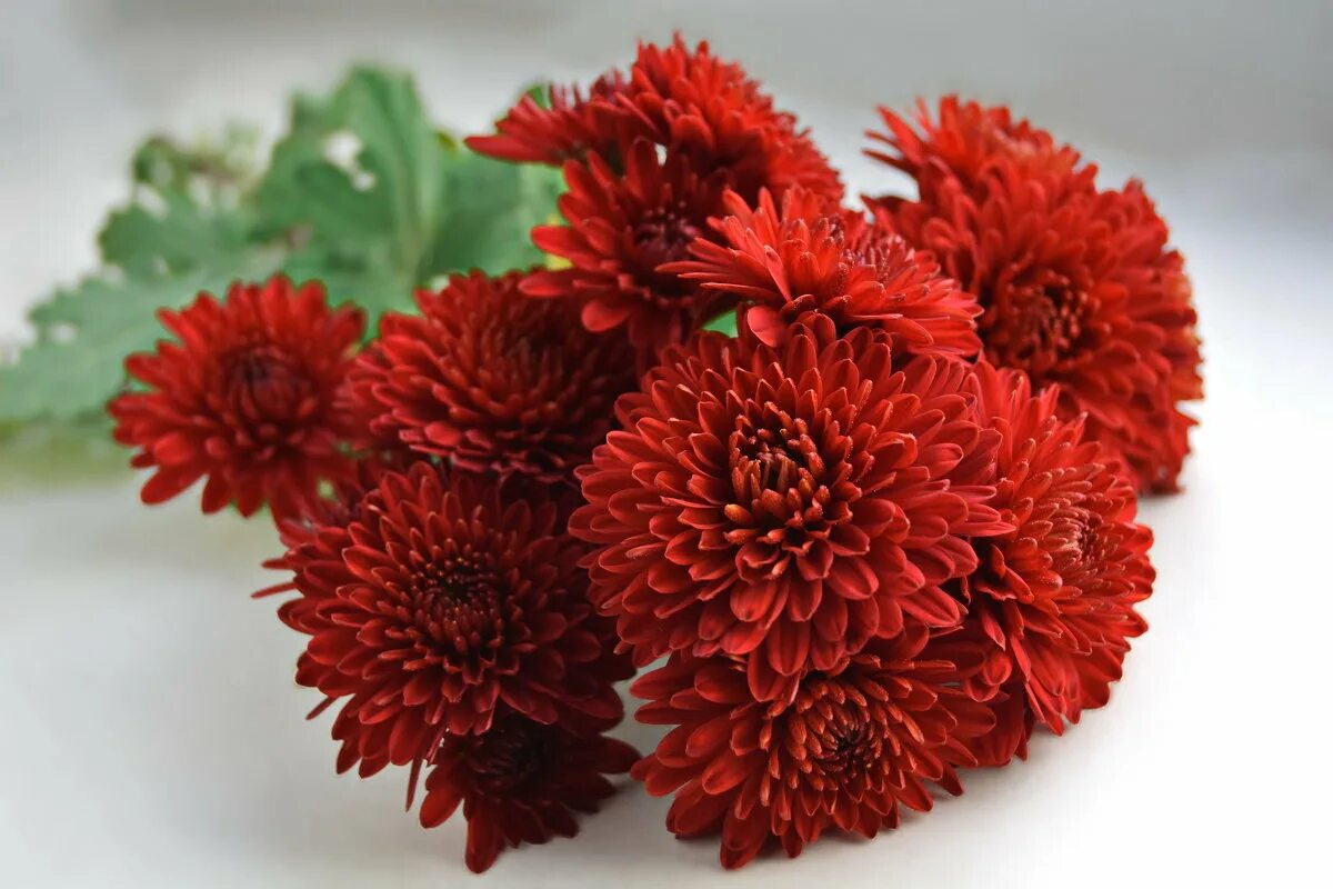 хр зантема с зон прим рять. хр зантема с зон прим рять. хризантема дэнс. хризантема сантини кантри. хризантема сантини белая.