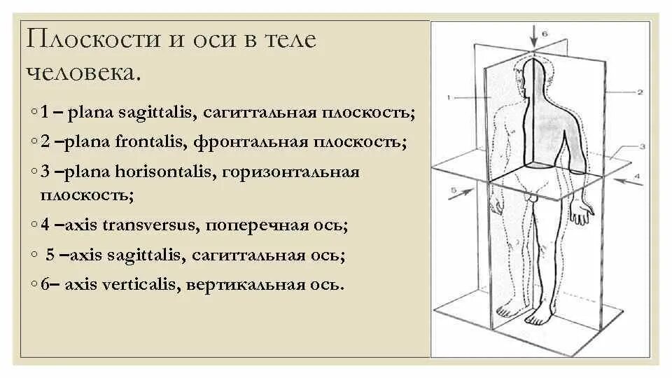 Как определить положение человека. Оси и плоскости в анатомии человека латынь. Оси и плоскости тела человека анатомия на латыни. Плоскости тела человека анатомия латынь. Плоскости и оси тела человека в анатомии на латинском.