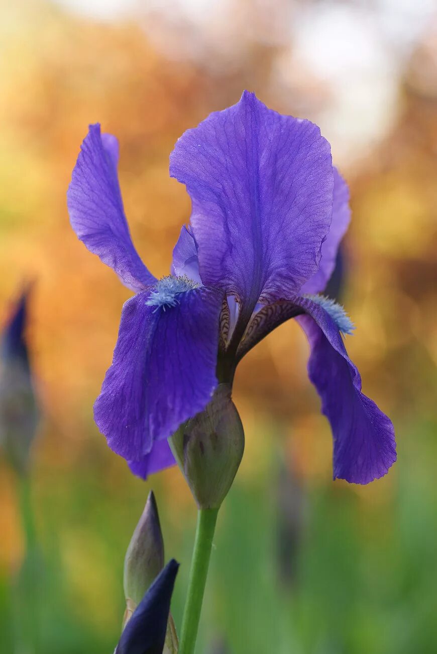 Каким цветом ирис цветок. Ирис Касатик. Ирисы касатики. Ирис фиолетовый обыкновенный. Цветок Ирис Касатик.