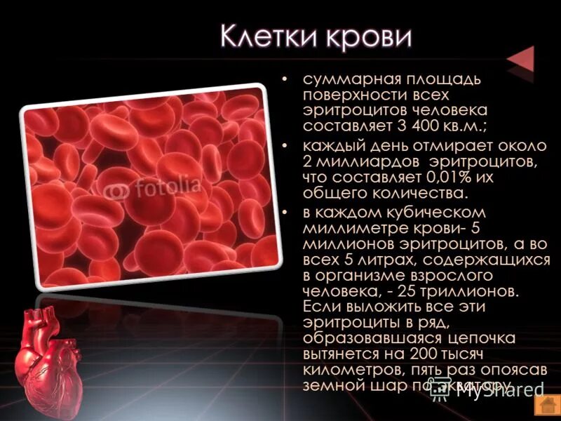 Площадь поверхности эритроцитов. Площадь поверхности эритроцитов человека. общая поверхность эритроцитов человека. эритроцит поверхность.