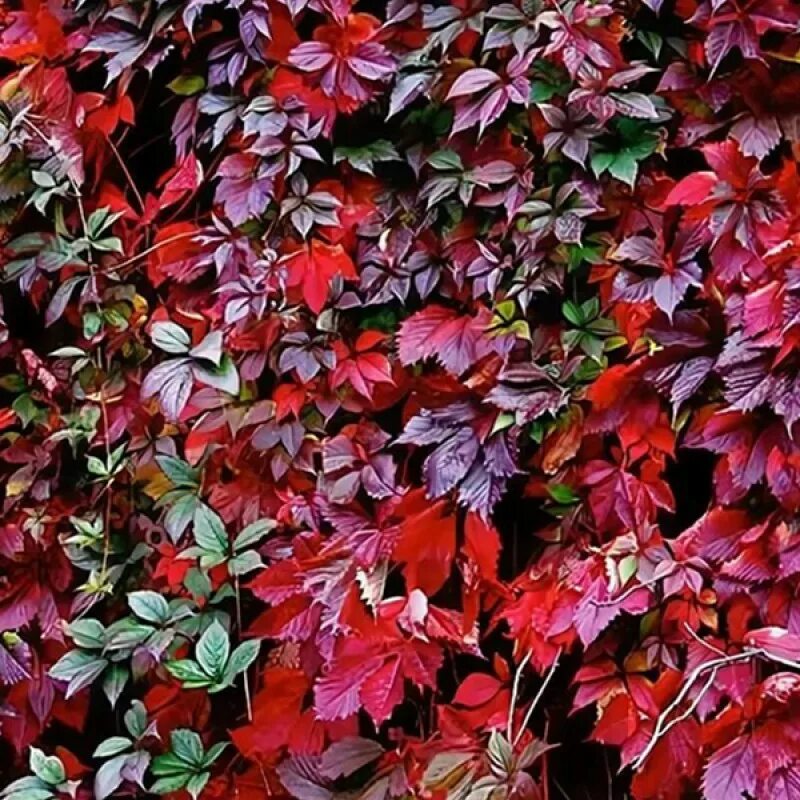 Виноград пятилисточковый партеноциссус. Виноград девичий пятилисточковый. Виноград девичий пятилисточковый parthenocissus quinquefolia. "виноград девичий пятилисточковый parthenocíssus quinquefolia". Виноград девичий (партеноциссус) пятилисточковый дон жуан.