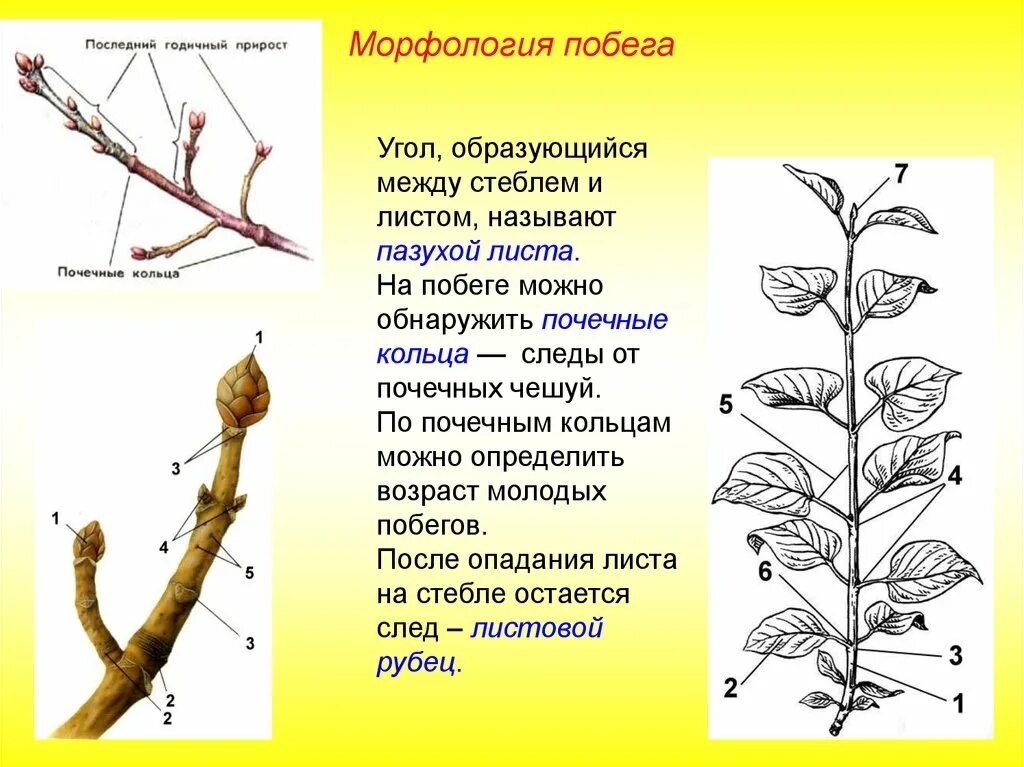 Морфологическое строение побега. Побег стебель почки. Строение древесного побега. Морфология облиственного побега растений. Побег состоящий из листьев почек называют