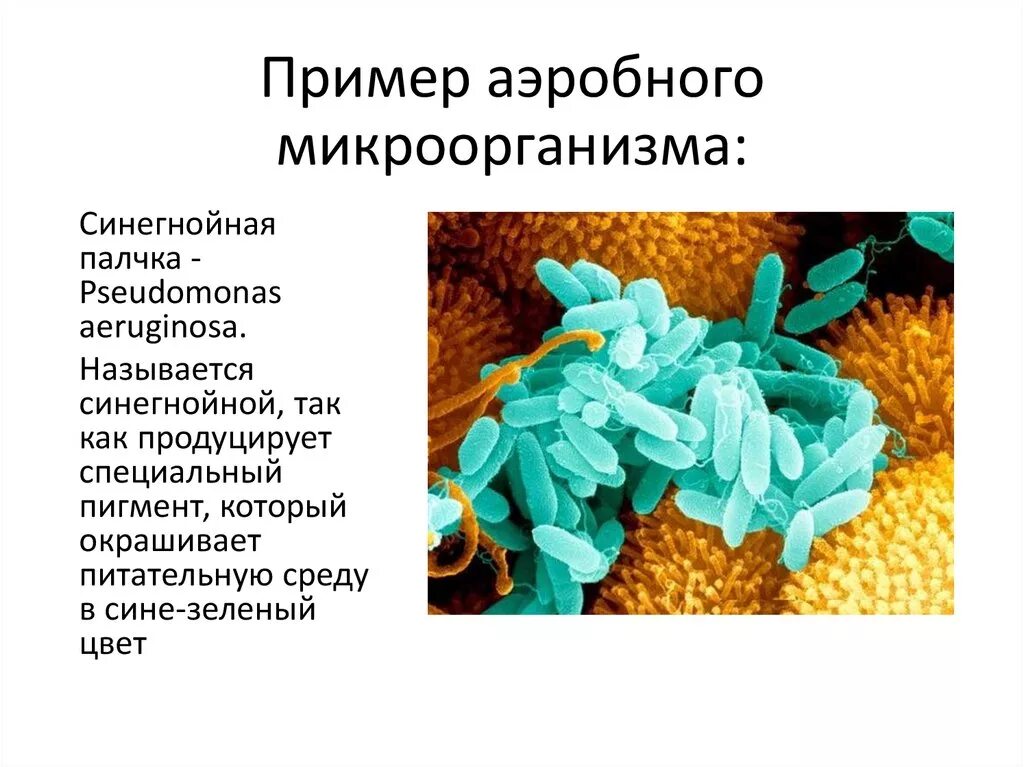 Аэробные и анаэробные бактерии. Аэробные бактерии микробиология. Микробы анаэробы. Бактерии анаэробы.