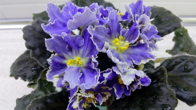 сорт фиалки рс жар-птица. сенполия рс жар птица. рс жар птица фиалка. фиалка птица феникс. фиалка сорт жар птица.