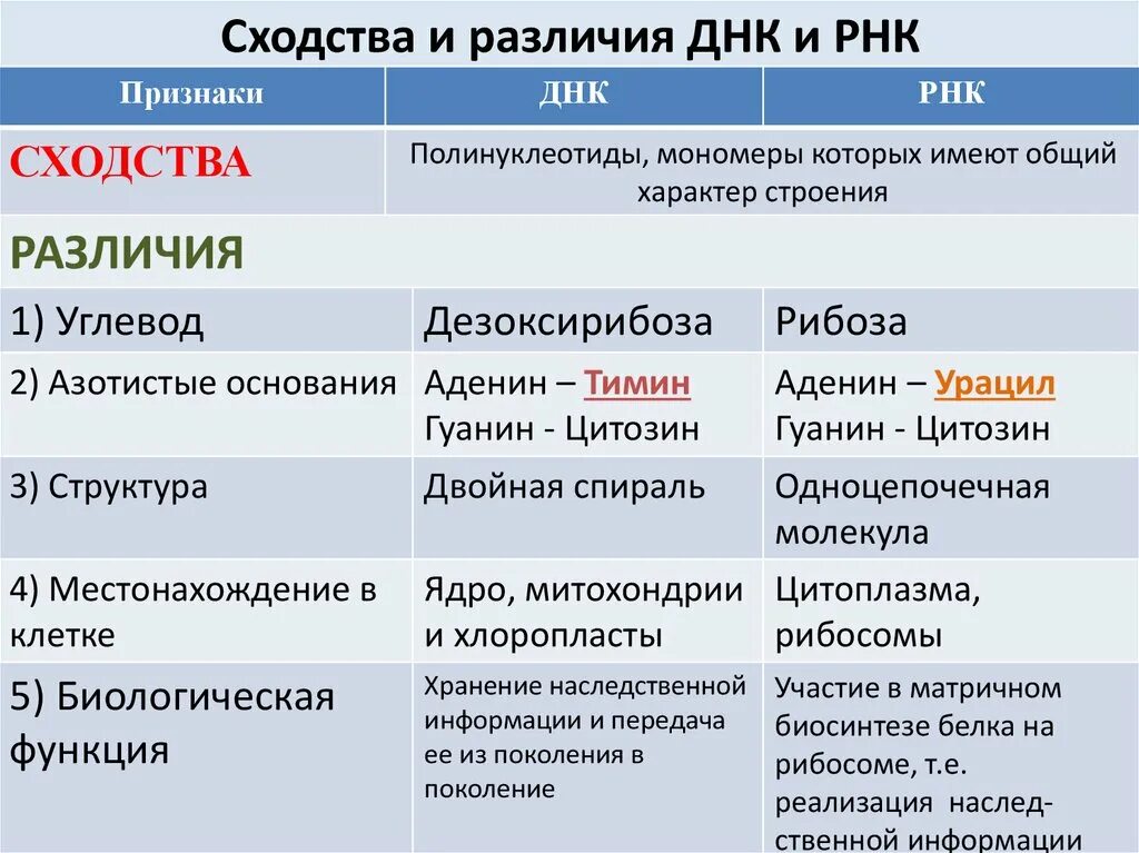 Углеводы днк и рнк. Отличие ДНК от РНК таблица. ДНК И РНК сходства и различия таблица. Различия между ДНК И РНК таблица. Сходства и различия нуклеиновых кислот таблица ДНК И РНК.