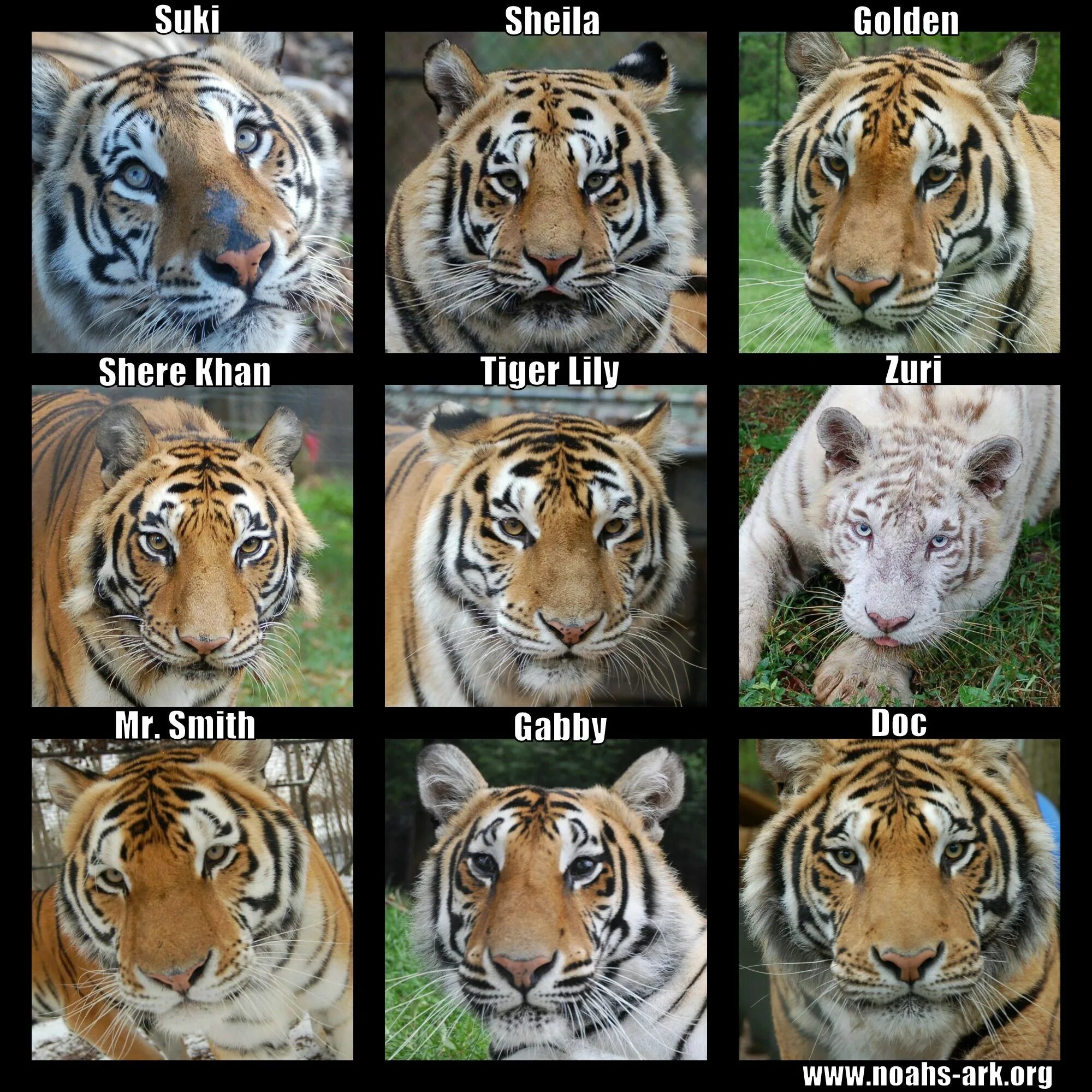 Подвиды тигров. Различия видов тигров. Амурский и бенгальский тигр отличия. Тигр сравнение.