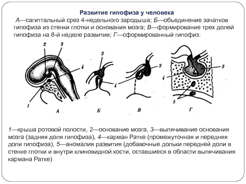 Гипофиз у животных. Эмбриональное развитие гипофиза схема. Развитие гипофиза схема гистология. Формирование кармана Ратке. Развитие гипофиза этапы.