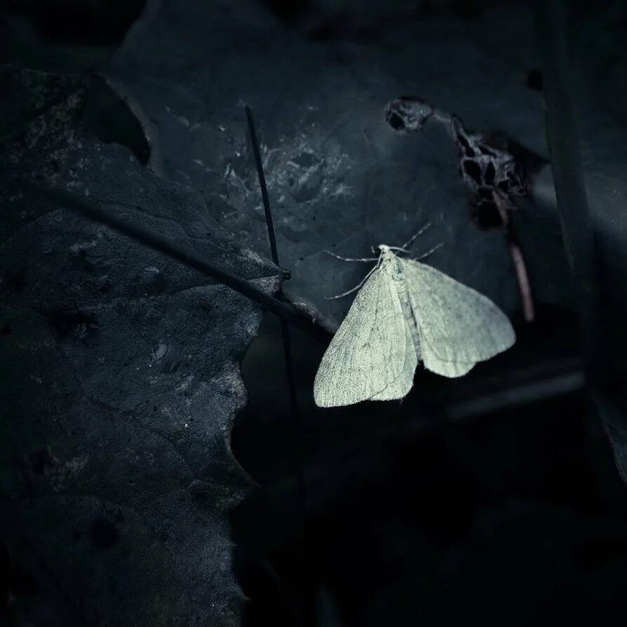 Мрачные бабочки. Мотыльки Эстетика. Белый мотылек. Черный мотылек. Спящие ночью бабочки