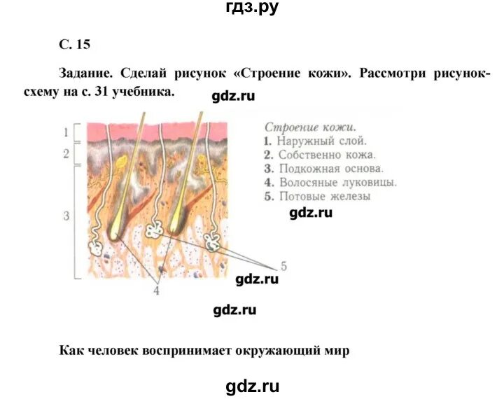 Рассмотрите изображение и определите какая структура кожи