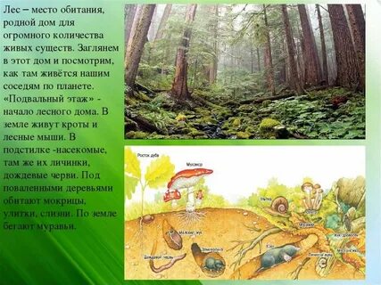 Природные сообщества 3 класс окружающий мир 21 век презентация