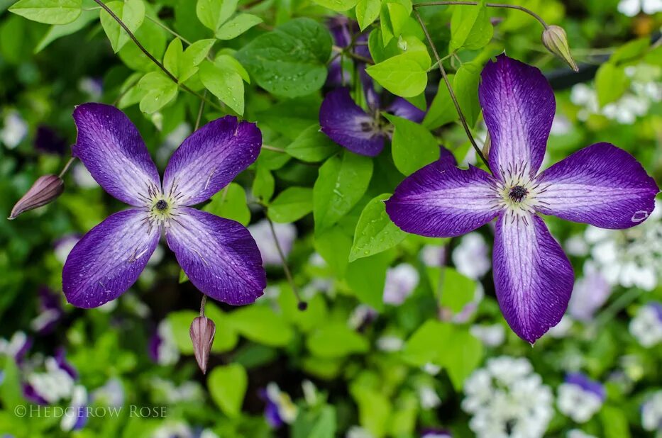 Клематис Веноза Виолацеа. Клематис Веноза Виолацеа Clematis venosa violacea. Клематис Веноза Валенсия. Клематис Флери. Клематис веноза виолацеа фото и описание