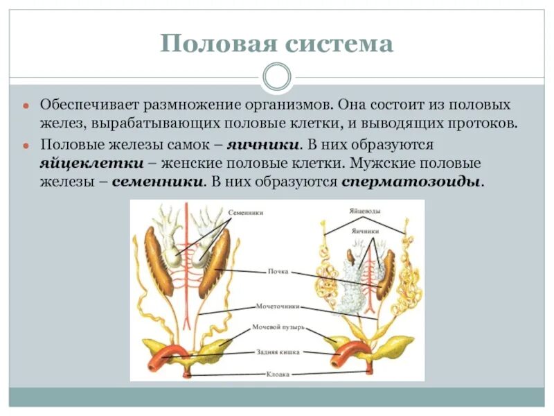 Система органов половой системы. Система органов животных система органов размножения. Схема половой системы. Мужские и женские органы размножения.