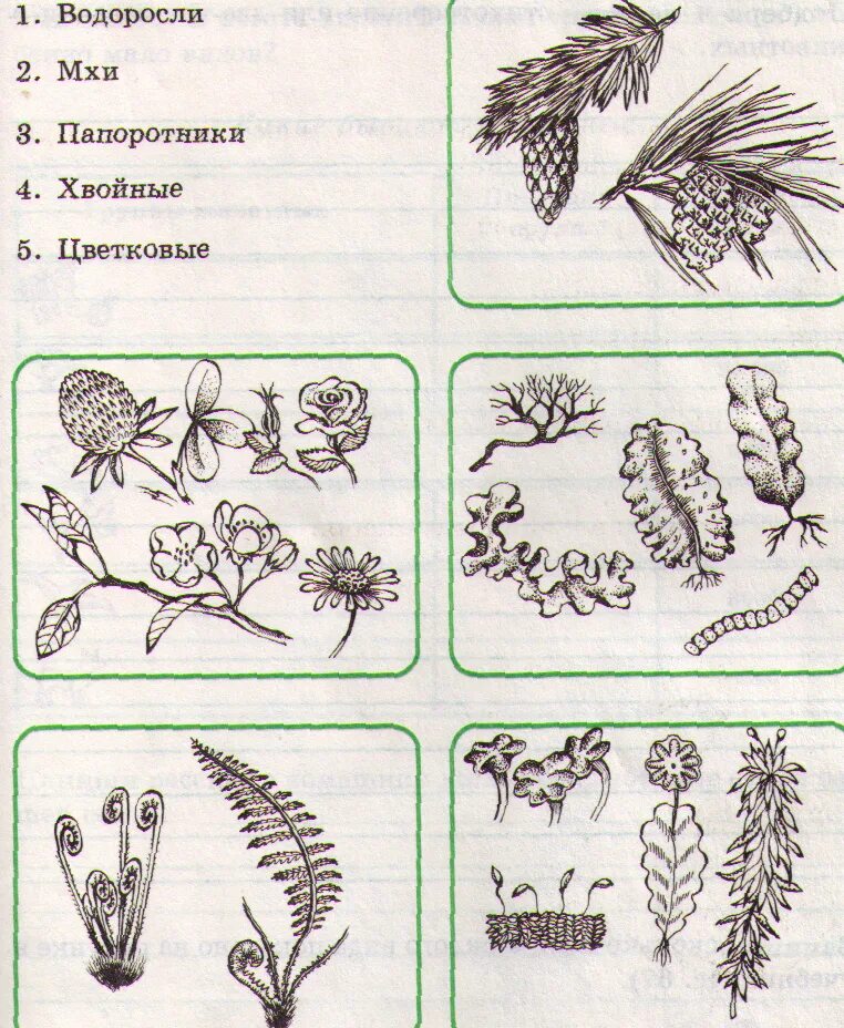 Проверочная работа по растительному сообществу. Растения задания. Задание на тему разнообразие растений. Задания на тему растения. Разнообразие растений схема.