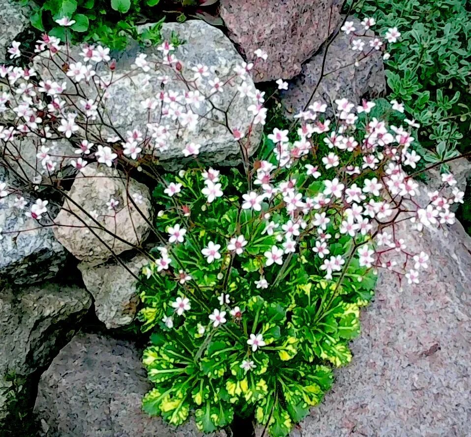 Камнеломка цветок садовый многолетний описание и фото. Камнеломка теневая Вариегата. Камнеломка Тенистая Вариегата. Камнеломка теневая variegata. Камнеломка клинолистная Вариегата.