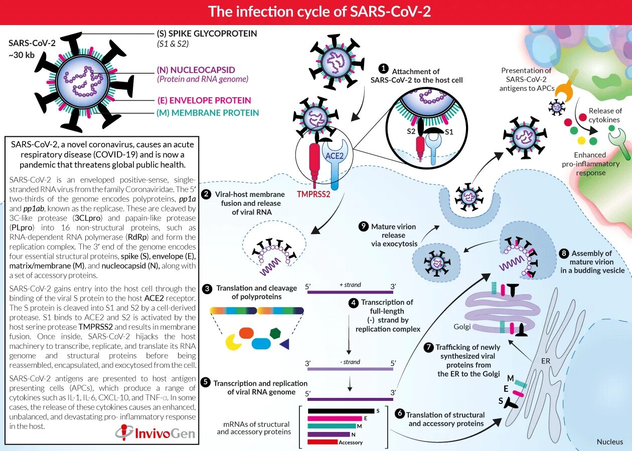 Жизненный цикл SARS-cov-2. Коронавирус SARS-cov-2. Коронавирус строение жизненный цикл. Цикл репликации коронавируса SARS-cov-2. Sars cov 2 ответы на тест