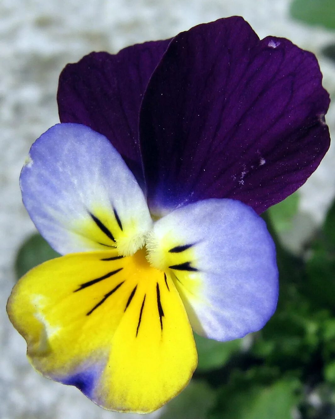 Фиалка трехцветная Viola Tricolor. Фиалка трехцветная (Виола Триколор). Анютины глазки, Виола трехцветная. Виола фиалка Анютины глазки. Как называются анютины глазки