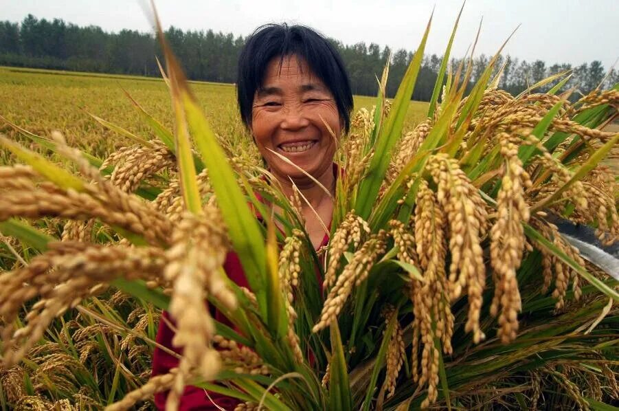 Сх китайски. Сельское хозяйство Китая. Китайцы сельское хозяйство. Земледелие в Китае. Сельскохозяйственные культуры.