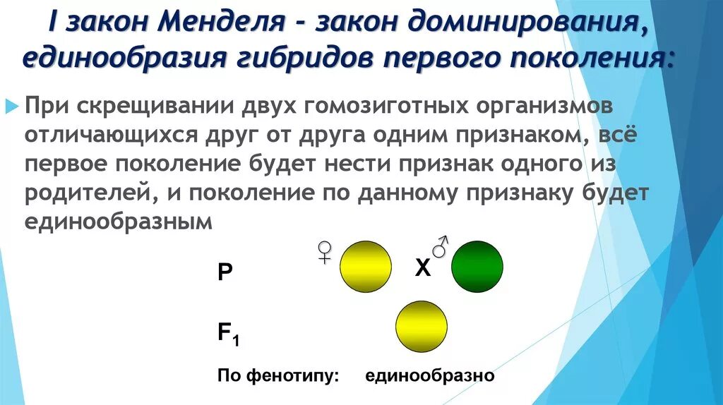 Моногибридное скрещивание первый и второй. Наследование признаков первого поколения моногибридное скрещивание. Наследование признаков при скрещивании. Основные закономерности наследования признаков Менделя. Моногибридное скрещивание 1 закон Менделя.