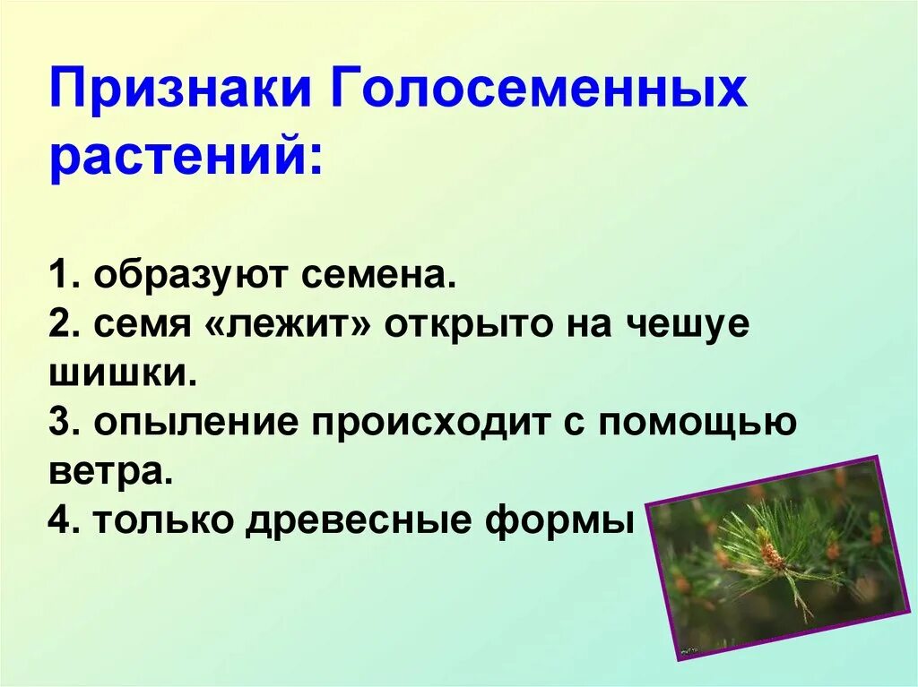 Покрытосеменные отличия. Признаки отдела голосеменных растений. Основные признаки голосеменных биология 6 класс. Отдел Голосеменные растения общая характеристика. Признаки голосеменызрастений.