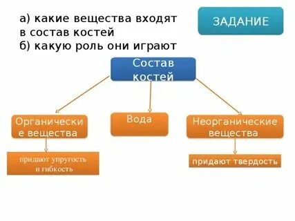 В состав костей входят и вещества