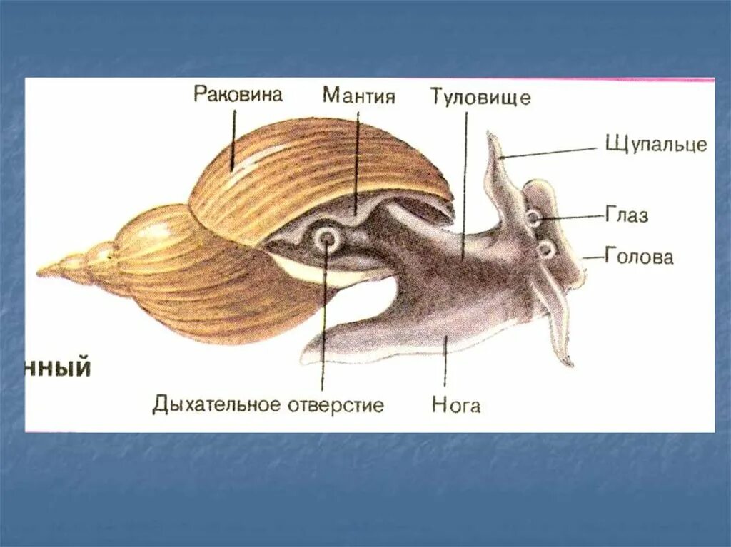 Происхождение моллюсков. Мантия у моллюсков. Тип моллюски мантия. Мантия ракушки. Тело моллюска имеет мантию