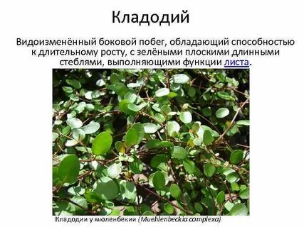 Кладодий