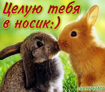 Где мой зайчик