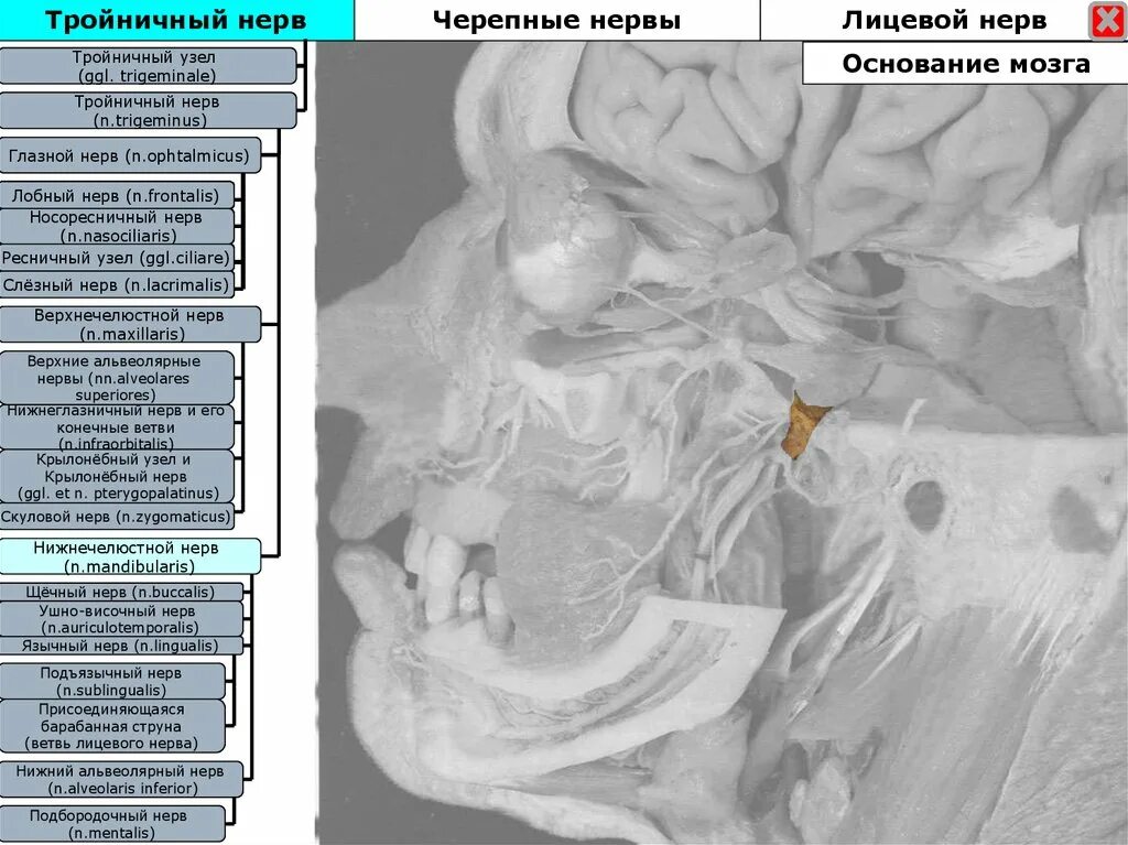Тройничный черепной нерв. Черепно мозговые нервы тройничный нерв. Тройничный нерв лобный нерв. Глазной нерв анатомия тройничного нерва лобный. Слезный нерв (n. LACRIMALIS) иннервирует.