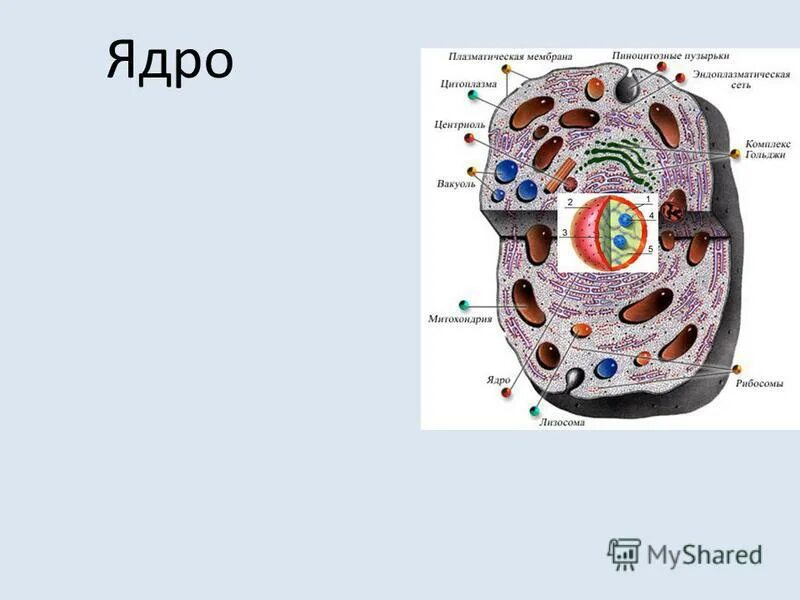 Биология 11 класс - структура клетки растений. Строение живой клетки. Урок 9 строение клетки. Основные части клетки анатомия. Внутренне строение клетки.
