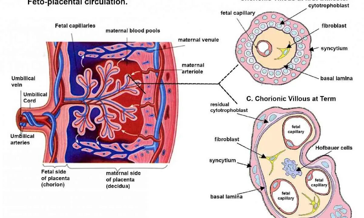 Что такое плацента и какова ее функция. Строение Котиледон плаценты. Строение плаценты человека. Плацента схема.
