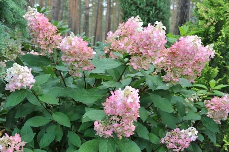 Метельчатая пинк леди. Метельчатая пинк леди. Метельчатая пинк леди. Метельчатая пинк леди. Метельчатая пинк леди.