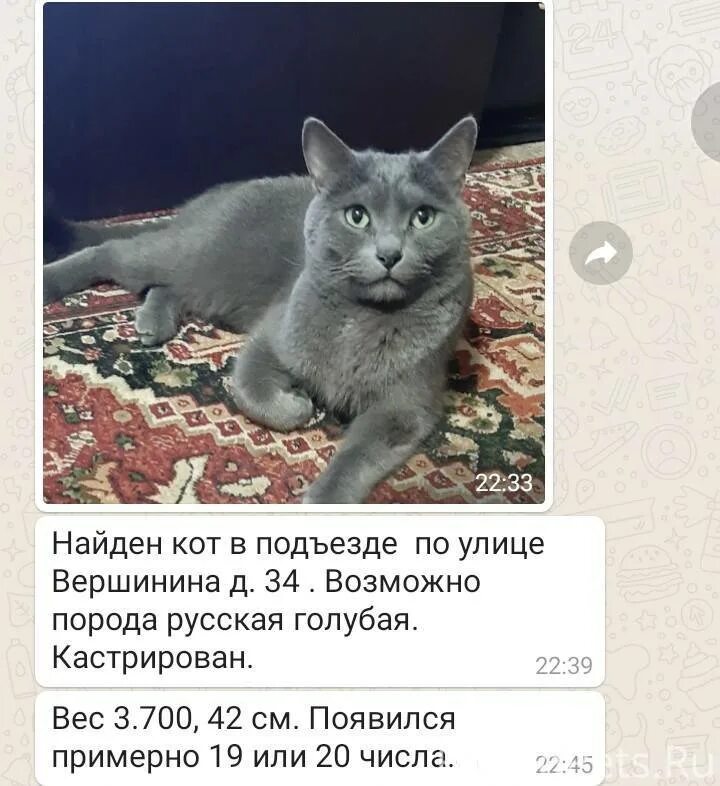 Найден кот объявление. Найденные коты Волгоград. Нашлась кошка объявление. Найден кот Волгоград. Объявления волгоград новейшие