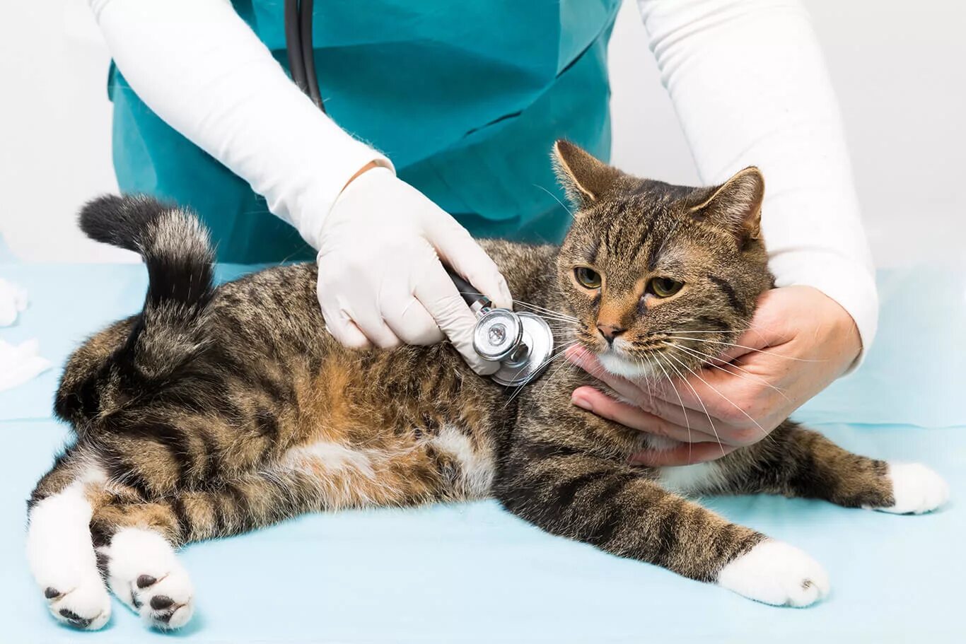 Ветеринар для кошки отзывы. Кошка в ветеринарной клинике. Кот в ветклинике. Ветеринар с кошкой. Котик в ветеринарке.
