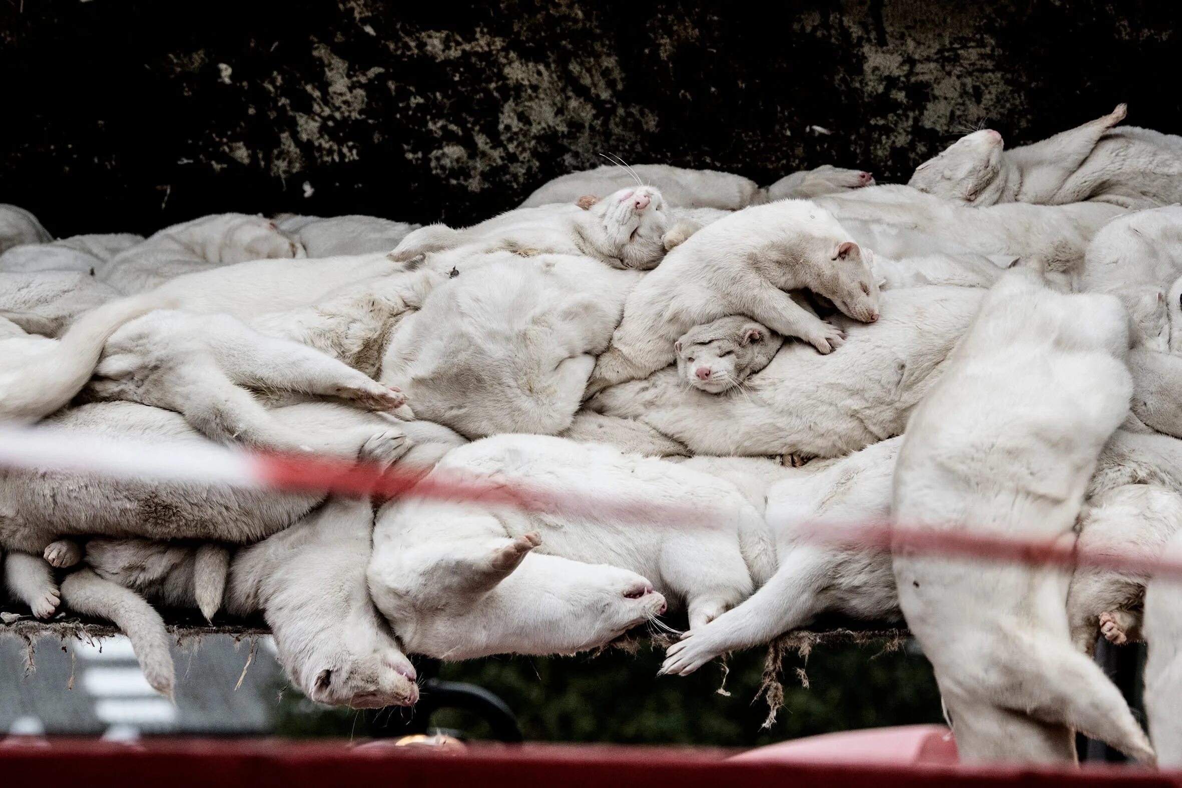 For their fur. Уничтожение норок из-за короно в Дании из за коронавируса.