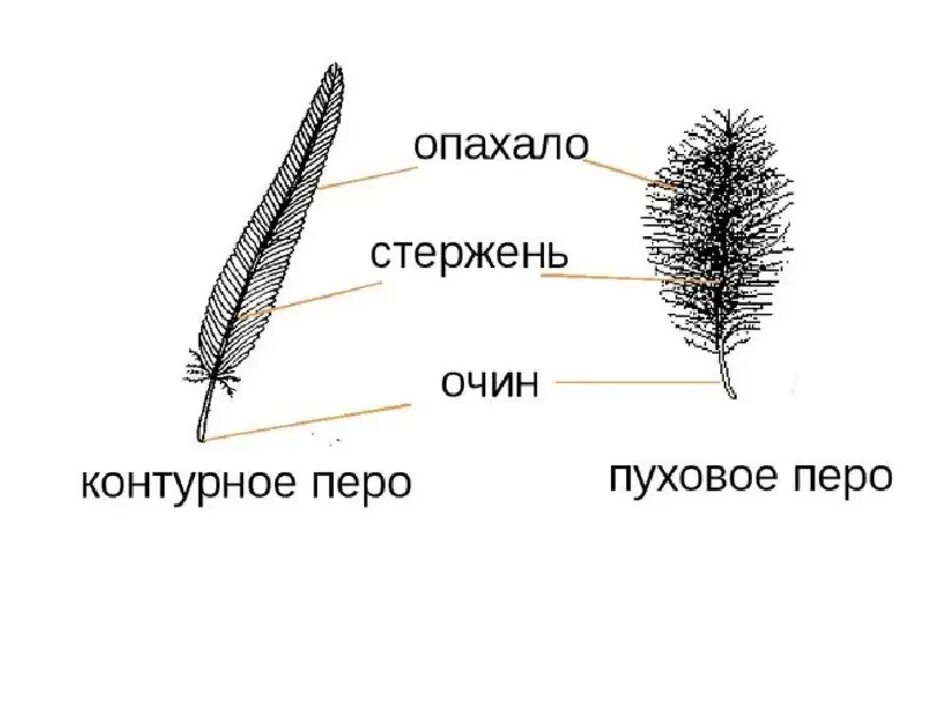 Строение пера птицы ответы. Пуховое перо птицы строение. Строение пухового пера птицы. Название частей пухового пера. Пуховое перо голубя строение.