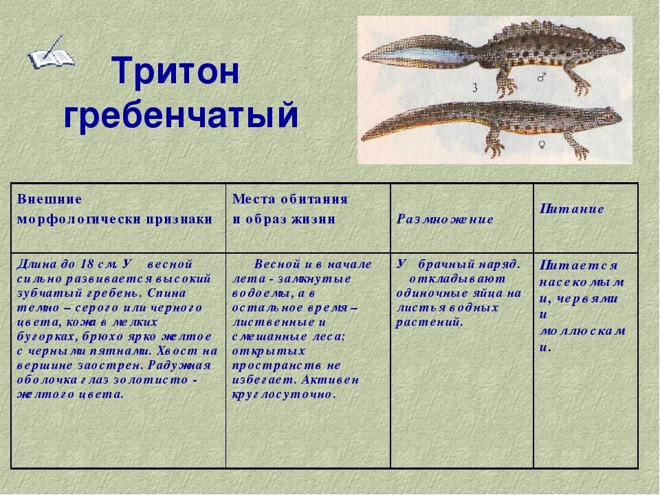 Гребенчатый Тритон строение. Тритон гребенчатый Тип оплодотворения. Гребенчатый Тритон питание. Тритон обыкновенный земноводное.