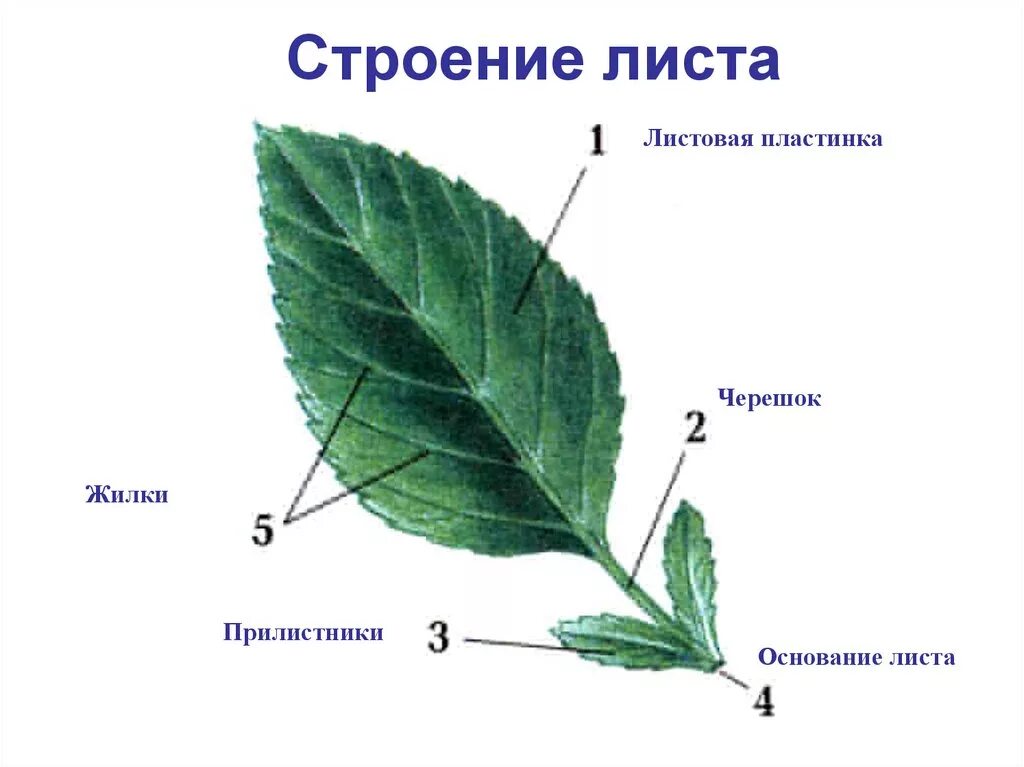 Части раздельного листа. Листовая пластинка 2 – черешок 3 – жилка. Основные части черешкового листа. Строение листа с прилистниками. Черешковые листья с прилистниками.