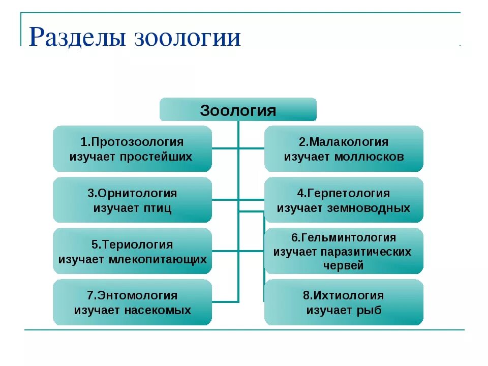 Основные разделы зоологии. Области изучения разделов зоологии. Структура науки зоологии. Зоология как раздел биологии. Герпетология 2 гельминтология 3 ихтиология 4 энтомология