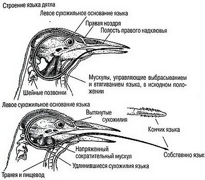 Структура глаза птицы. Строение черепа дятла. Дятел язык вокруг черепа. Строение головы дятла. Структура черепа дятла.