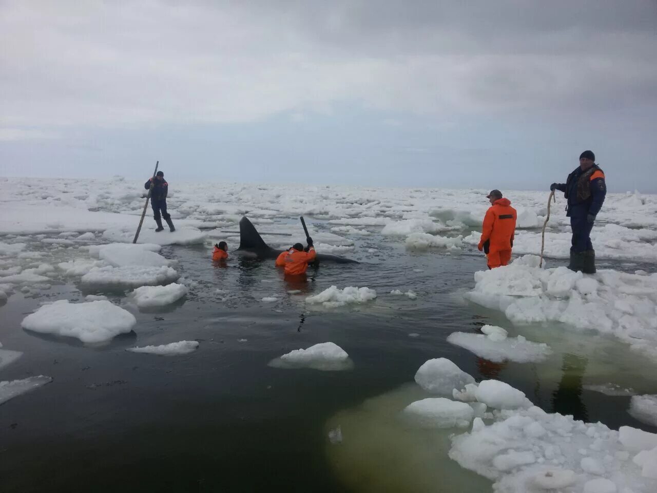 Самый большой синий кит. Спасение касаток из ледового плена. Киты в териберке. Спасение касаток из ледового плена. Спасение касаток из ледового плена.